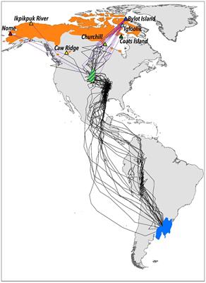 Timing of Breeding Site Availability Across the North-American Arctic Partly Determines Spring Migration Schedule in a Long-Distance Neotropical Migrant